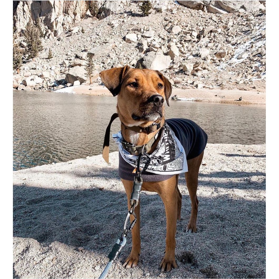 Dog wearing a Mount Whitney bandana | Hiker Sight